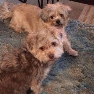 Meet your Posher, Joetta